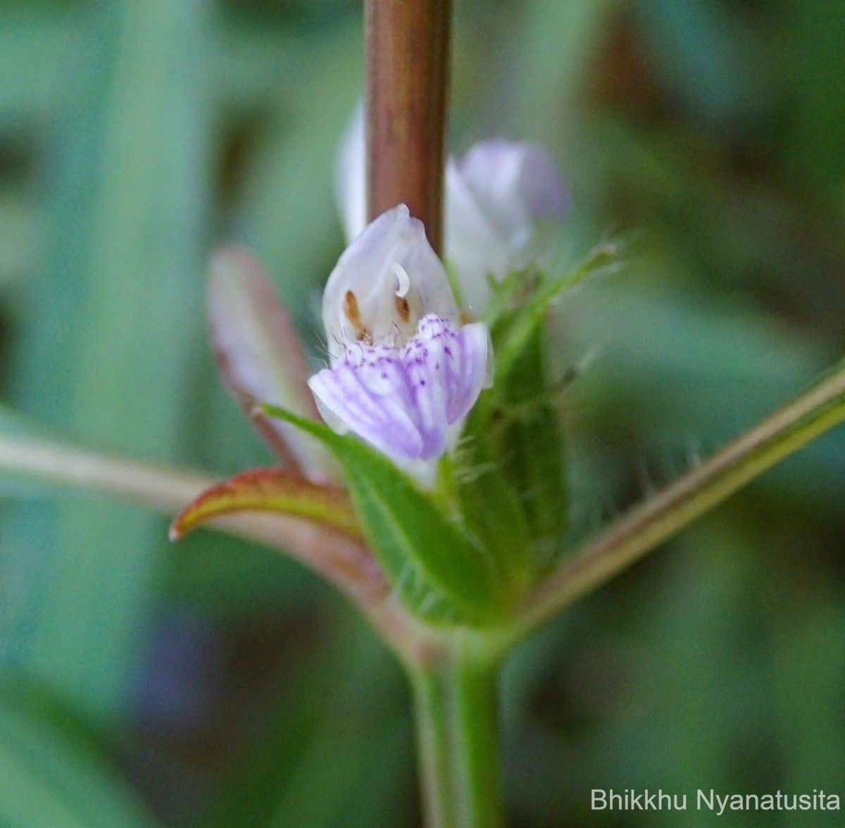 Hygrophila ringens (L.) R.Br. ex Spreng.